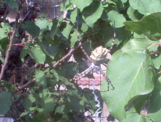 Domanda su Argiope lobata e uccellino